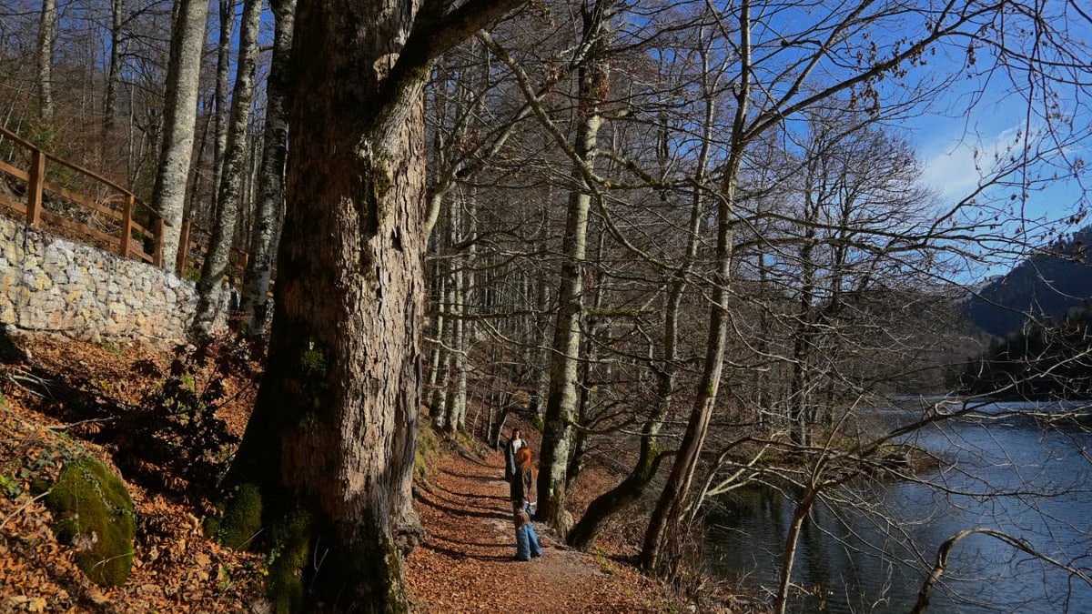 A tranquil winter scene with a person walking along a lakeside forest path under bare trees.